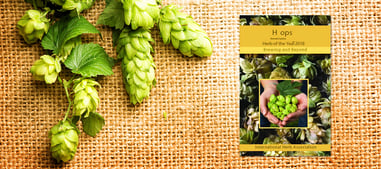 hops-blog-cover.png