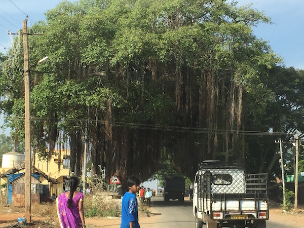 INDIA3A_Typical_country_road_.jpg