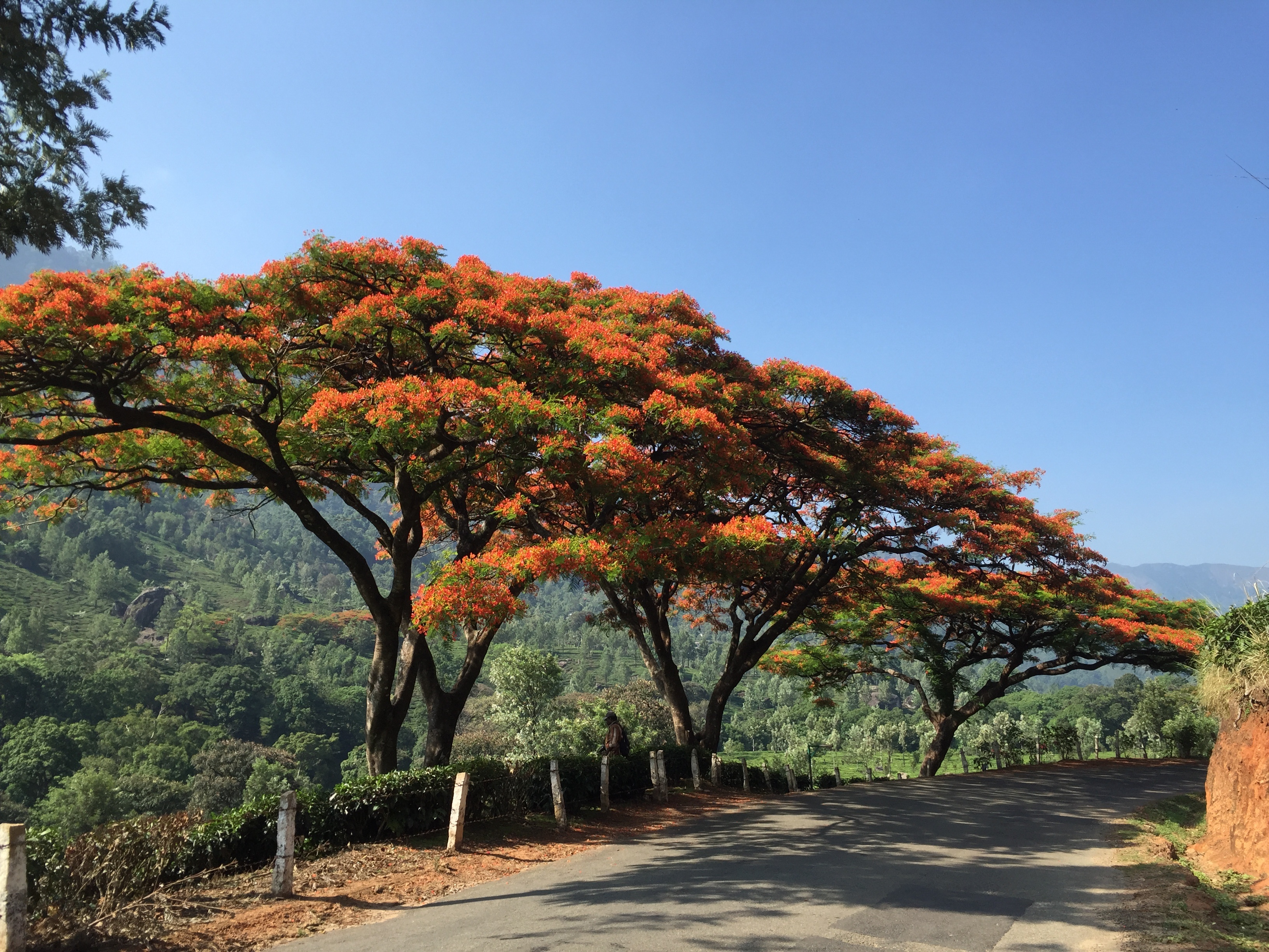 India_Red_trees.jpg