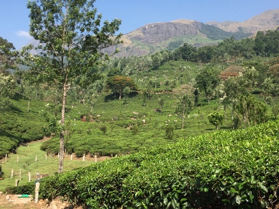 India_Tea_plantation_panoramic-1.jpg